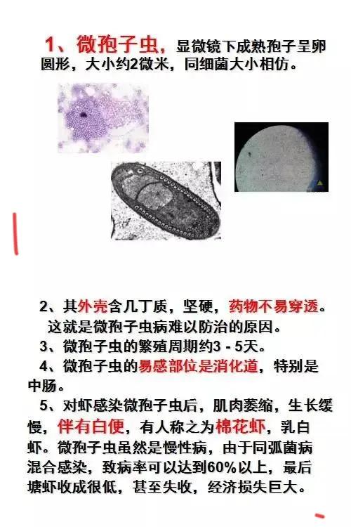 革命性突破，最新孢子虫特效药，为健康保驾护航