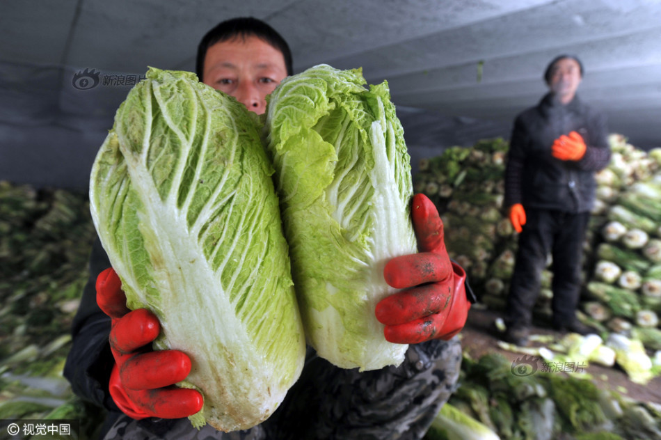 白菜市场最新价格动态深度解析