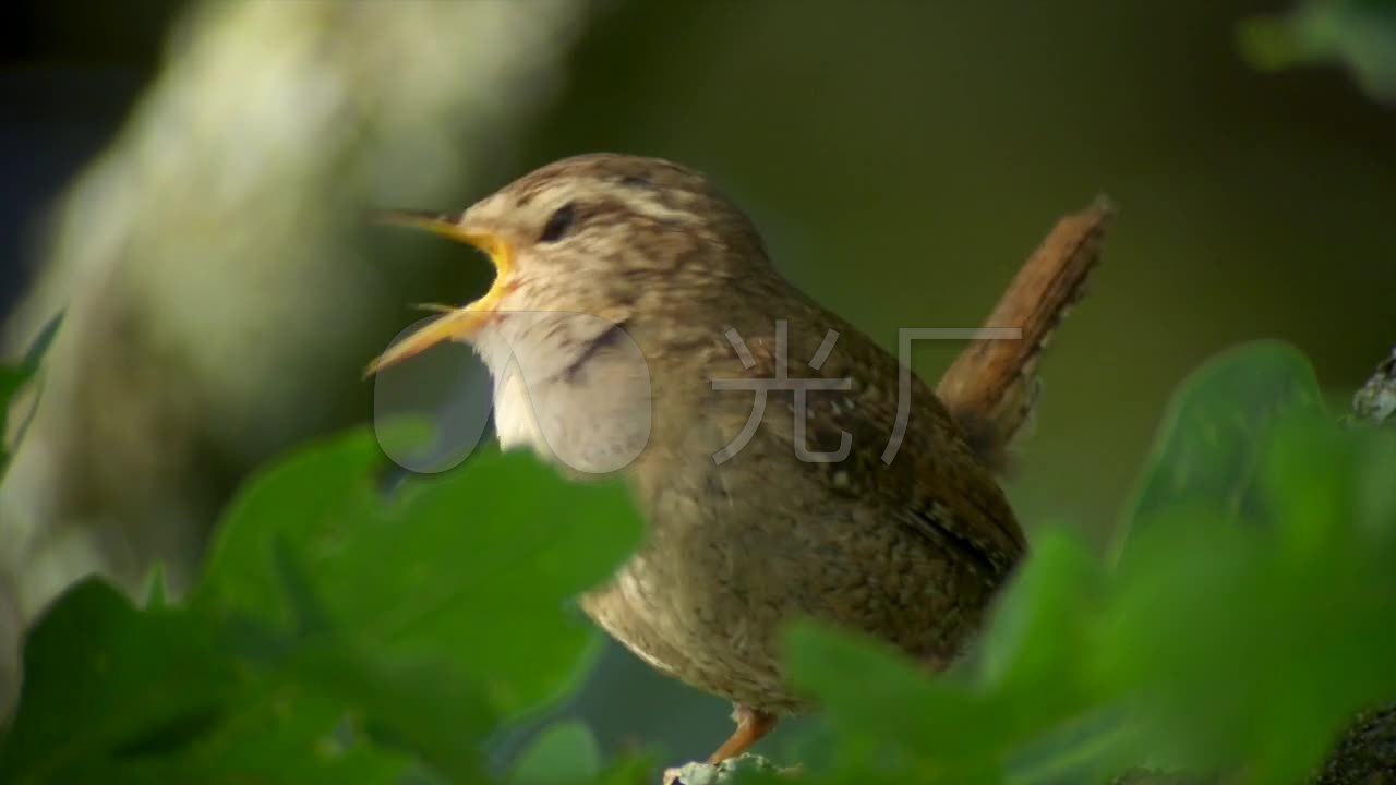 麻雀声音下载，自然之声的魅力与探索之旅