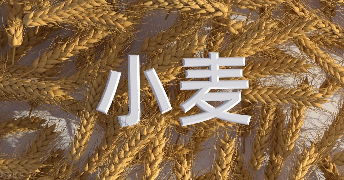 小麦价格最新行情解析