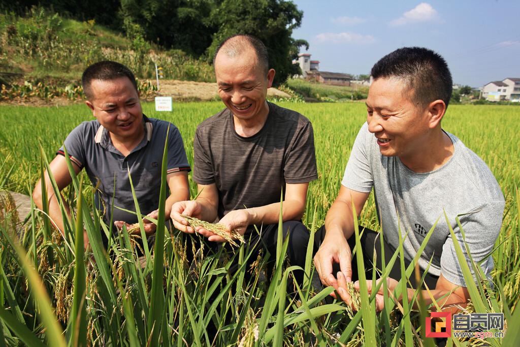 隆平高科引领农业科技革新，塑造未来农业生态新篇章