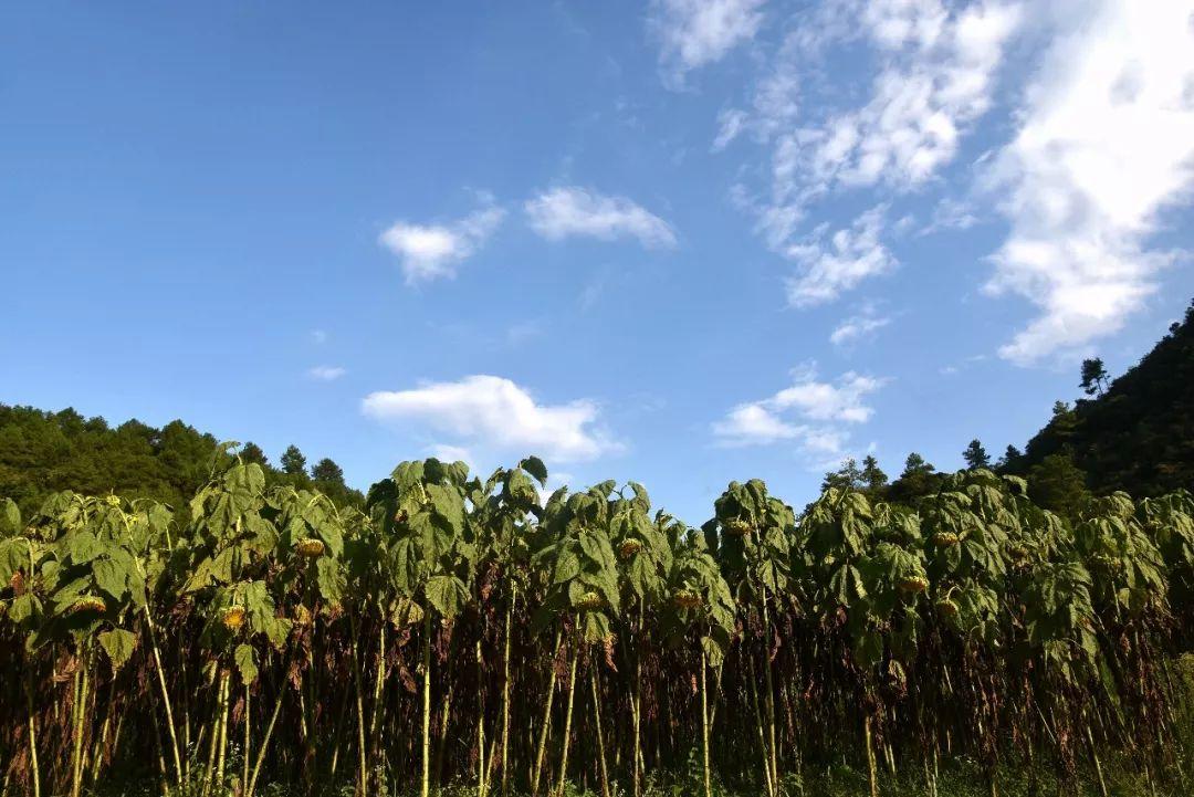 最新种植技术重塑农业未来