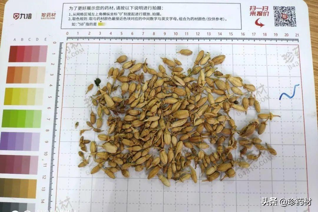 山茱萸最新价格走势分析