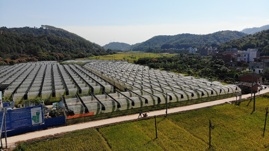 官圩镇新项目，引领地区发展的强大引擎